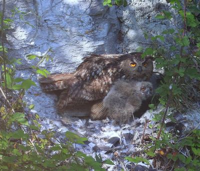 Oehoe's - Eurasian Eagle Owls