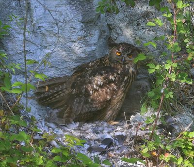 Oehoe's - Eurasian Eagle Owls