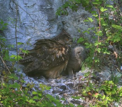 Oehoe's - Eurasian Eagle Owls