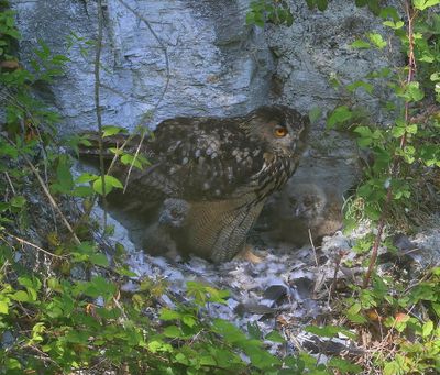Oehoe's - Eurasian Eagle Owls