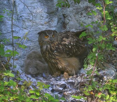 Oehoe - Eurasian Eagle Owl