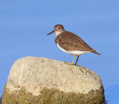 Oeverloper - Common Sandpiper