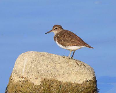 Oeverloper - Common Sandpiper