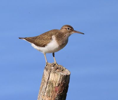Oeverloper - Common Sandpiper