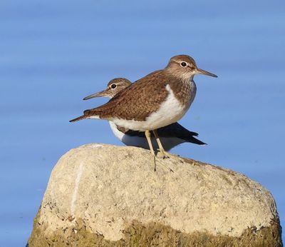 Oeverloper - Common Sandpiper