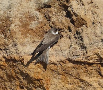 Oeverzwaluw - Sand Martin