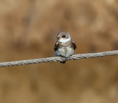 Oeverzwaluw - Sand Martin