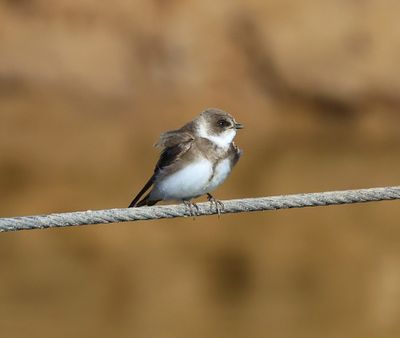 Oeverzwaluw - Sand Martin