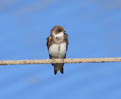 Oeverzwaluw - Sand Martin