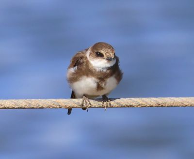 Oeverzwaluw - Sand Martin