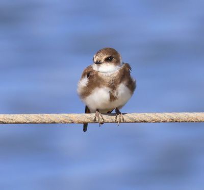Oeverzwaluw - Sand Martin