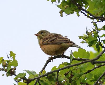 Ortolaan - Ortolan Bunting