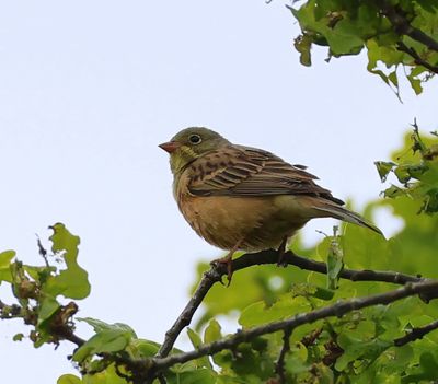 Ortolaan - Ortolan Bunting