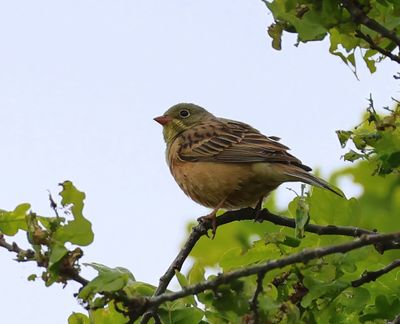 Ortolaan - Ortolan Bunting