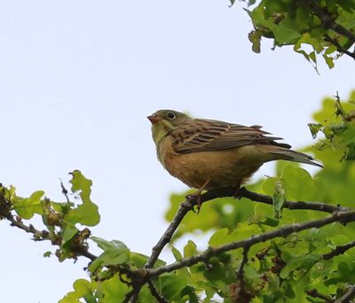 Ortolaan - Ortolan Bunting