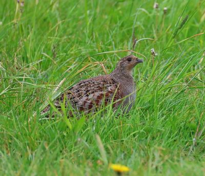 Patrijs - Grey Partridge