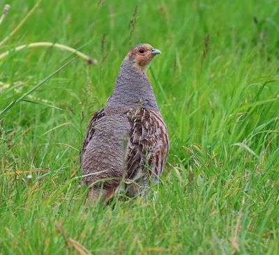 Patrijs - Grey Partridge