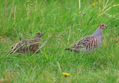 Patrijs - Grey Partridge