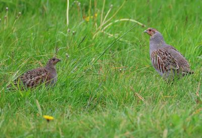 Patrijs - Grey Partridge