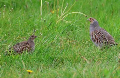 Patrijs - Grey Partridge