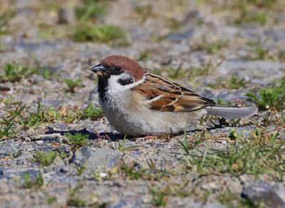 Ringmus - Eurasian Tree Sparrow
