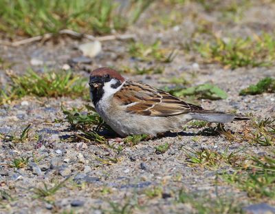 Ringmus - Eurasian Tree Sparrow