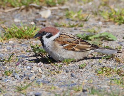 Ringmus - Eurasian Tree Sparrow