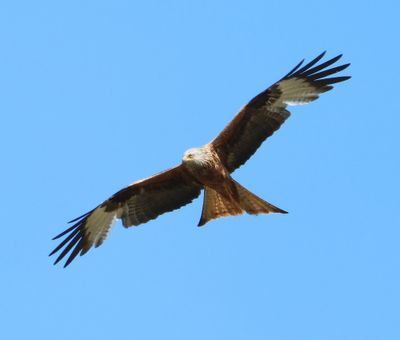 Rode Wouw - Red Kite