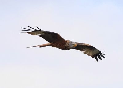 Rode Wouw - Red Kite