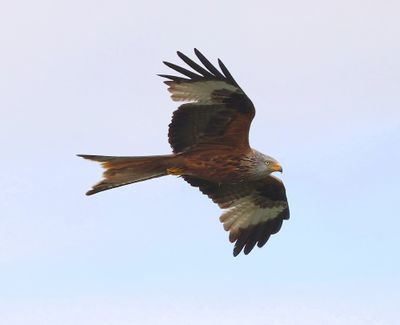 Rode Wouw - Red Kite