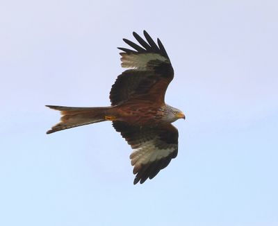 Rode Wouw - Red Kite