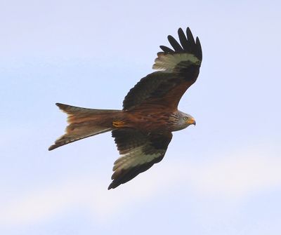 Rode Wouw - Red Kite