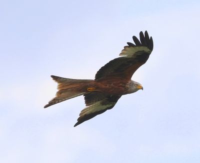 Rode Wouw - Red Kite