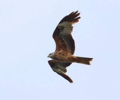 Rode Wouw - Red Kite