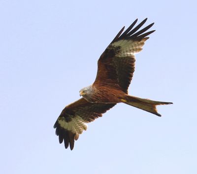 Rode Wouw - Red Kite