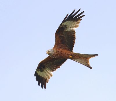 Rode Wouw - Red Kite