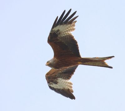 Rode Wouw - Red Kite