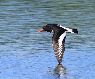 Scholekster - Eurasian Oystercatcher