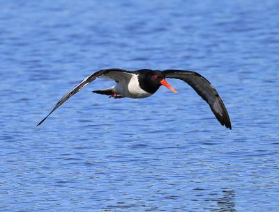 Scholekster - Eurasian Oystercatcher