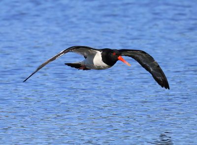 Scholekster - Eurasian Oystercatcher