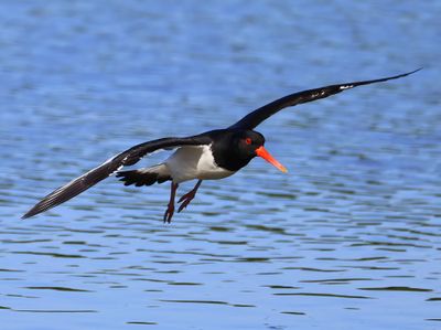 Scholekster - Eurasian Oystercatcher