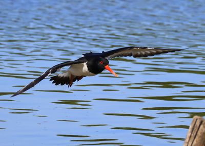Scholekster - Eurasian Oystercatcher