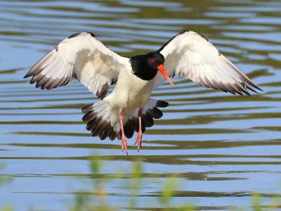 Scholekster - Eurasian Oystercatcher