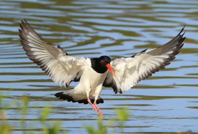 Scholekster - Eurasian Oystercatcher