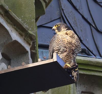 Slechtvalk - Peregrine Falcon