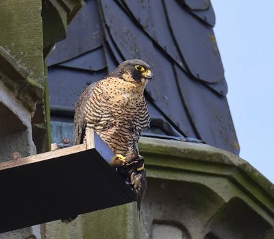 Slechtvalk - Peregrine Falcon
