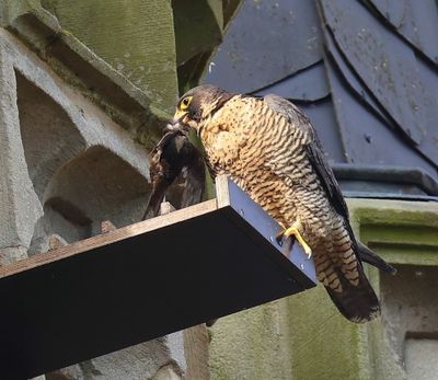 Slechtvalk - Peregrine Falcon