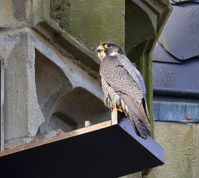 Slechtvalk - Peregrine Falcon