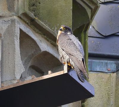 Slechtvalk - Peregrine Falcon