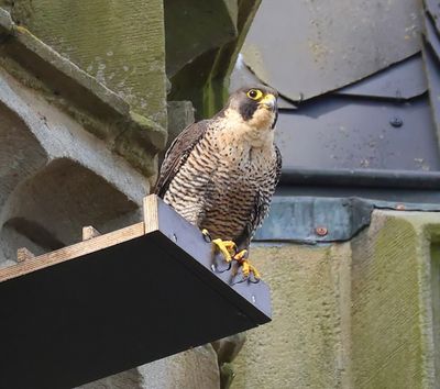 Slechtvalk - Peregrine Falcon